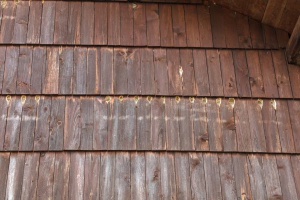 Woodpecker Hole Filling in Bountiful