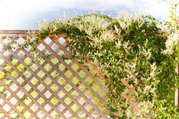 Cost of Lattice Repair in Bountiful