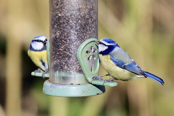Cost of Bird Feeder Mounting Service in Bountiful